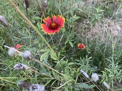 Gaillardia pulchella