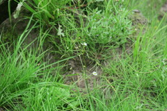 Alisma plantago-aquatica