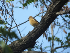 Phoenicurus auroreus