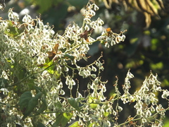 Reynoutria multiflora