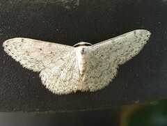 Scopula marginepunctata