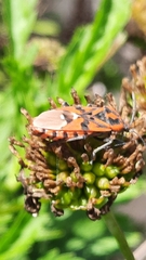 Spilostethus pandurus