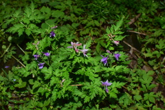 Delphinium anthriscifolium