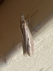 Agriphila geniculea