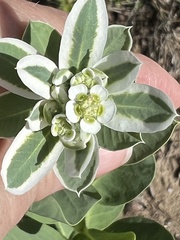 Euphorbia marginata