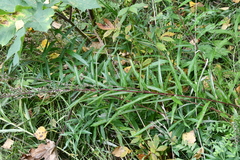 Artemisia integrifolia