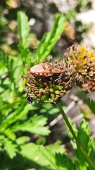 Spilostethus pandurus