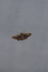 Eulepidotinae