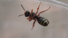 Nomada