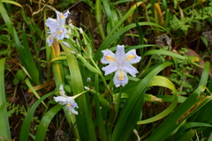 Iris japonica