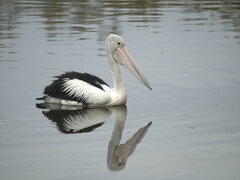 Pelecanus conspicillatus