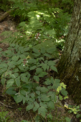 Actaea