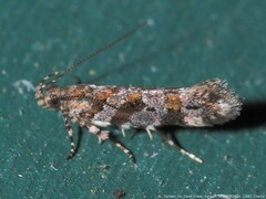 Aristotelia roseosuffusella