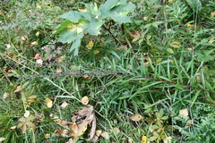 Artemisia integrifolia