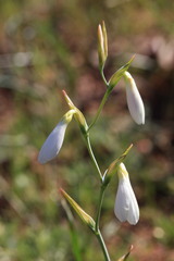Hesperantha bachmannii