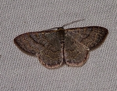 Leptostales pannaria