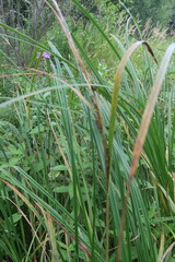 Carex aquatilis