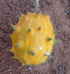 Cucumis metuliferus image