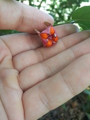 Euonymus latifolius