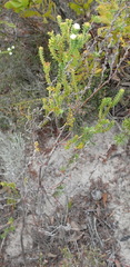 Diosma echinulata