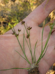 Juncus articulatus