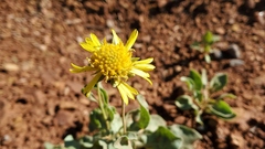 Enceliopsis nudicaulis