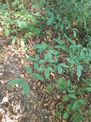 Euonymus latifolius