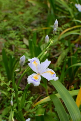 Iris japonica