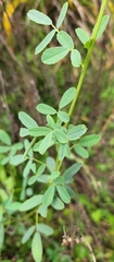 Melilotus albus
