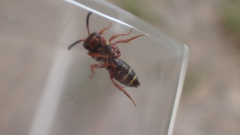 Nomada