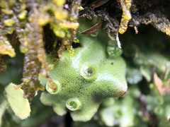Marchantia polymorpha