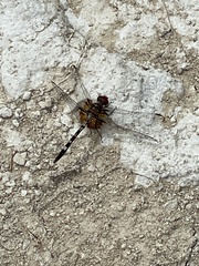 Dythemis fugax