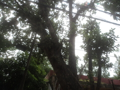 Ficus racemosa