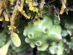 Marchantia polymorpha