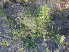 Eragrostis albensis