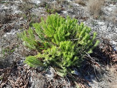 Leucadendron lanigerum lanigerum
