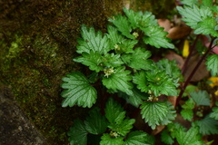 Nanocnide japonica