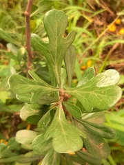 Jatropha dioica