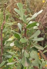 Jatropha dioica