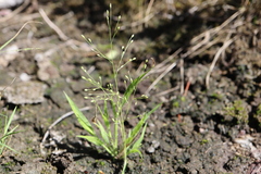 Panicum philadelphicum philadelphicum
