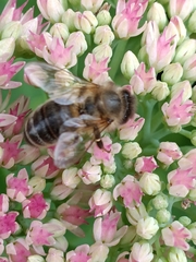 Apis mellifera
