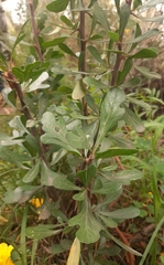 Jatropha dioica