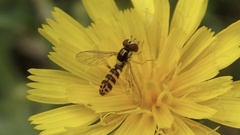 Sphaerophoria rueppellii