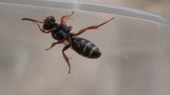 Nomada