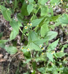 Galinsoga quadriradiata