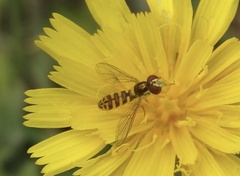 Sphaerophoria rueppellii