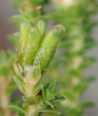 Diosma echinulata