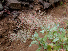 Rumex maderensis