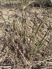 Scorzonera laciniata