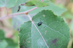 Plagiodera versicolora